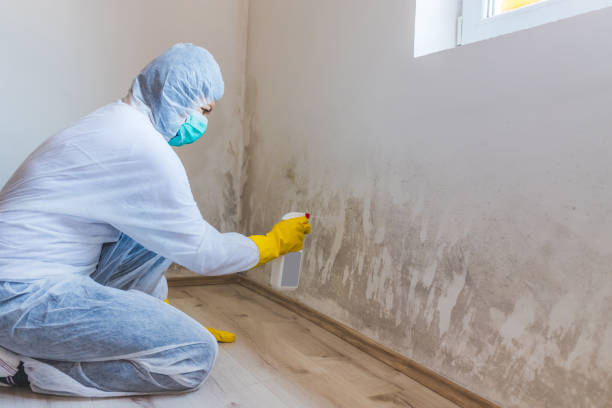 Licensed Mold Cleanup service in Wilmington, MA - WQB Mold Removal
