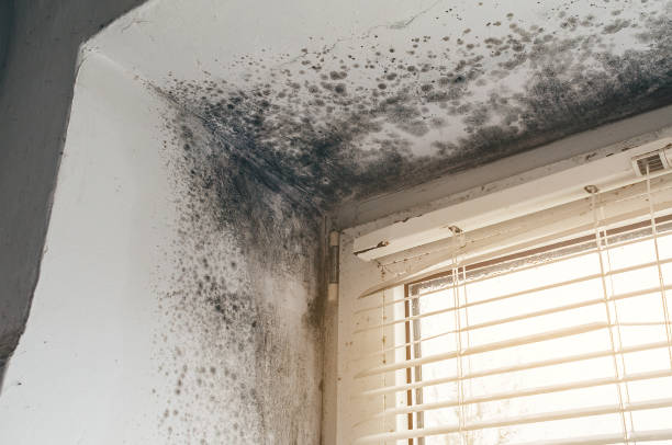 Affordable Mold Cleanup solutions in Wilmington, MA